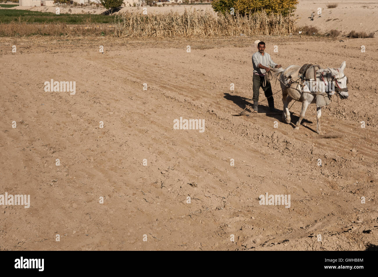 Ein syrischer Bauer mit antiken Pflug arbeiten in einem Knoblauch-Feld in der Nähe von Damaskus Stockfoto