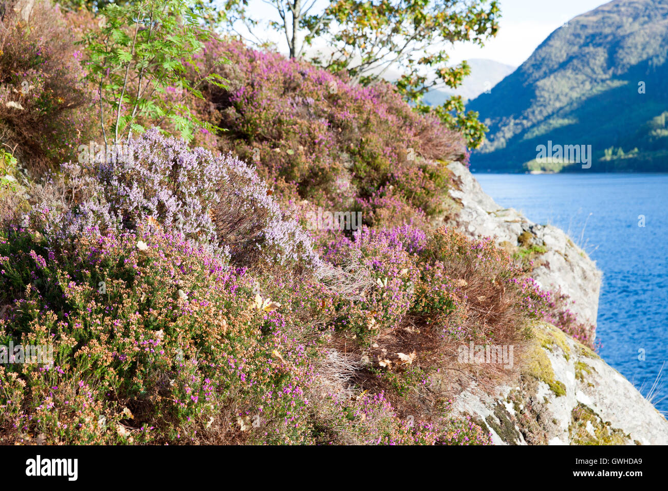 Heather auf Hügel von Glen Coe, Schottland Stockfoto
