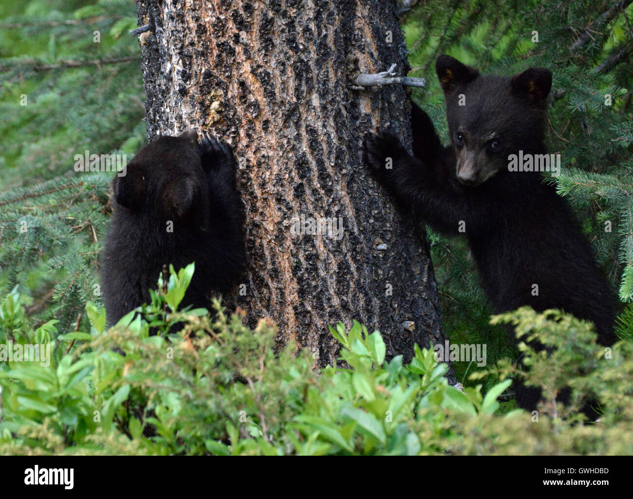 Schwarz - Ursus Americanus - junge Bärenjungen. Jasper Nationalpark, Kanada. Stockfoto