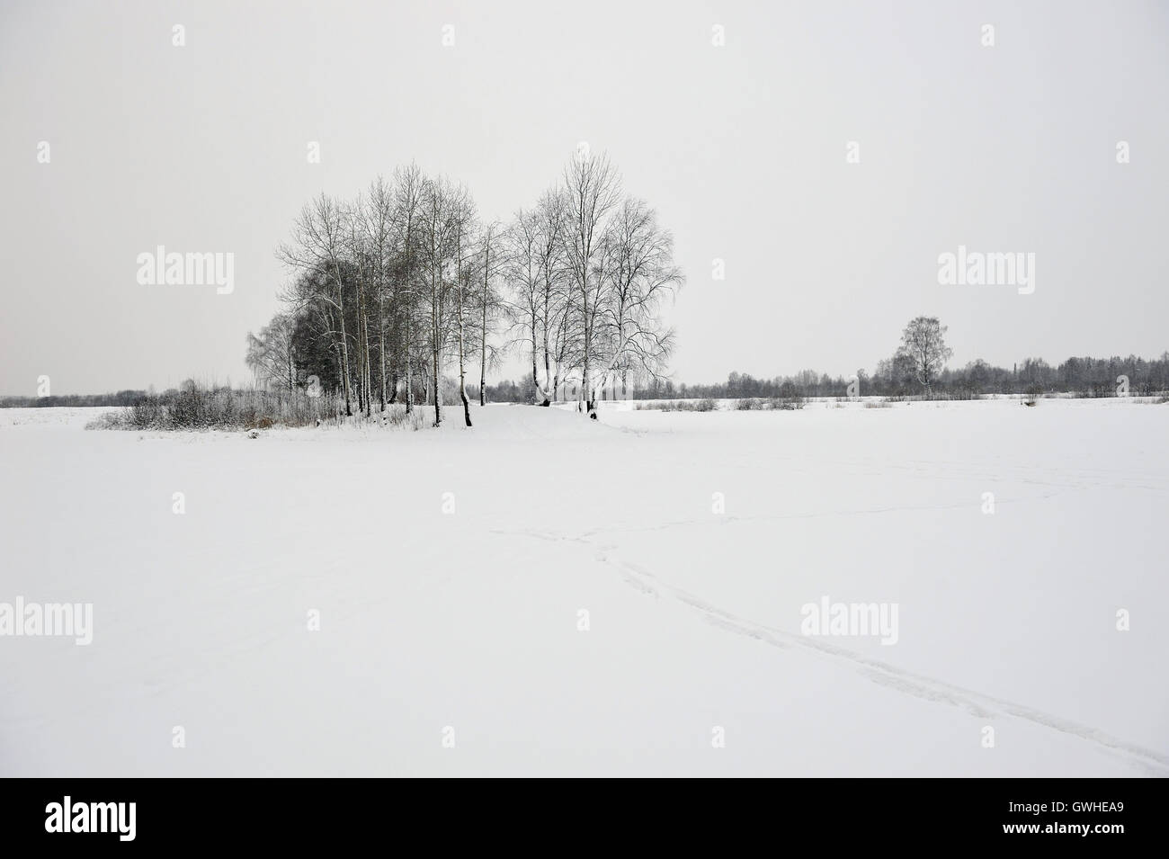 Minimalistische Blick vom See zum Ufer mit Birken Stockfoto