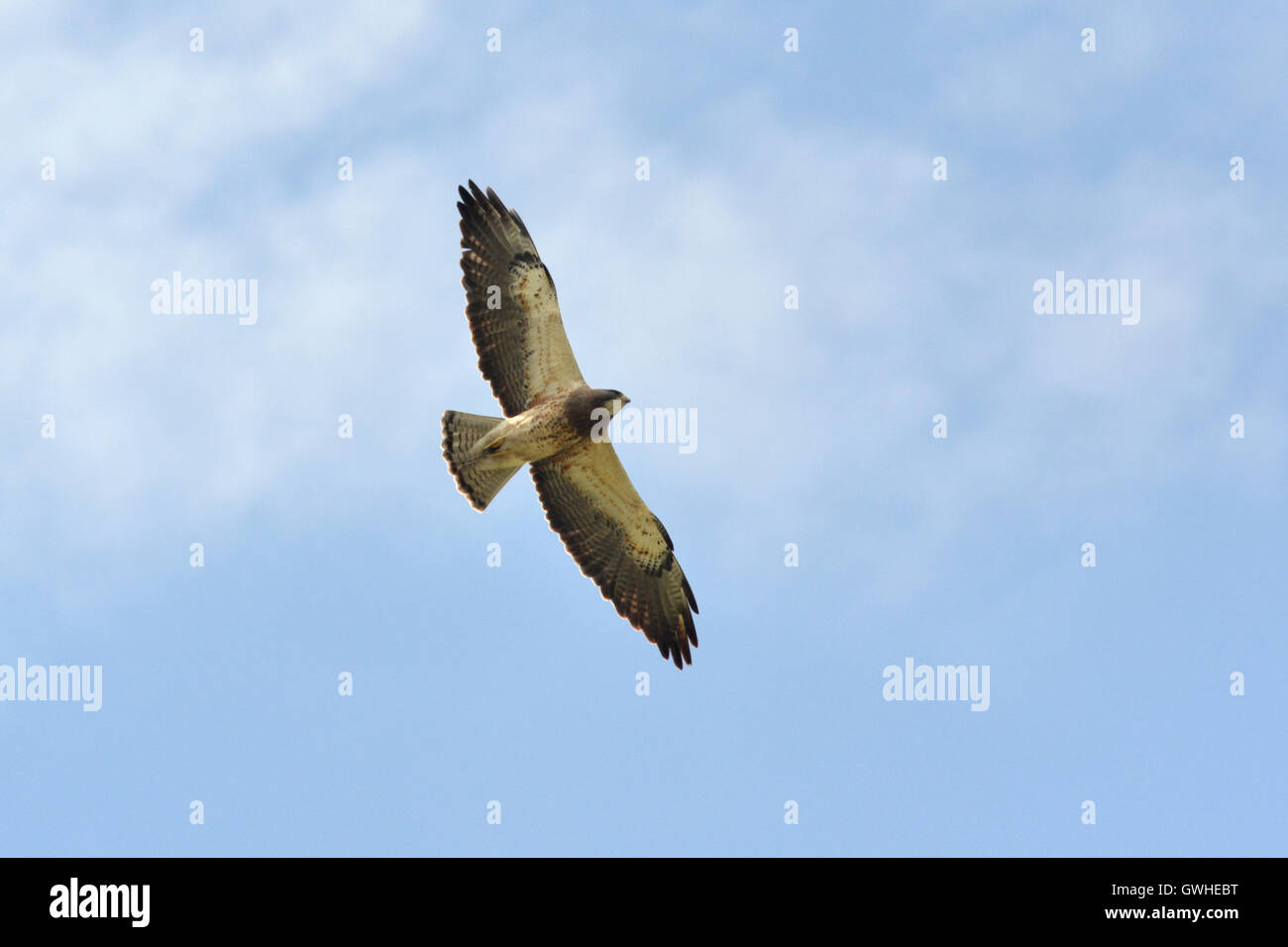 Swainson's Hawk - Buteo swainsoni Stockfoto