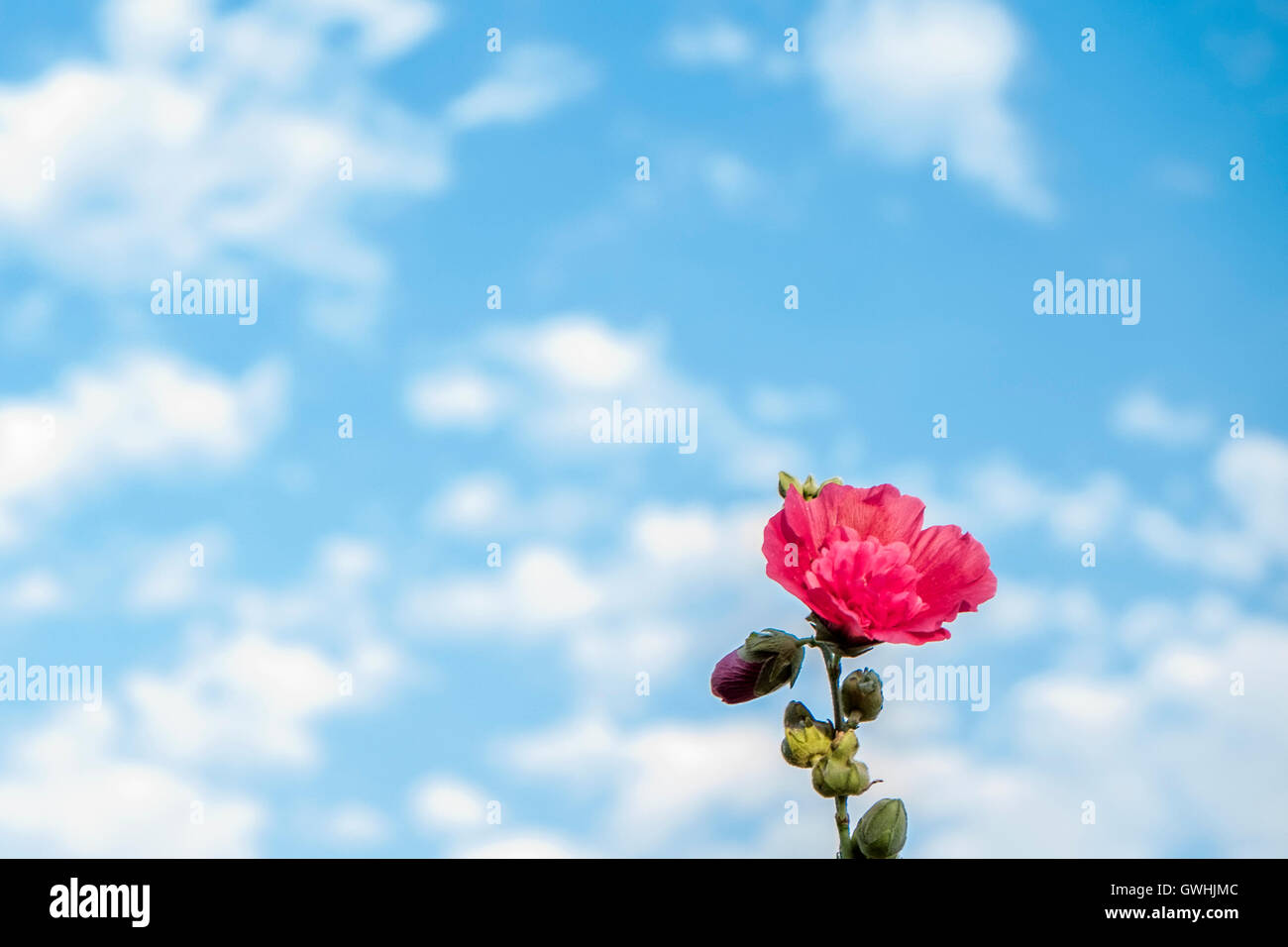 Leuchtend rote Blüte vor blauem Himmel mit flauschigen weißen Wolken Stockfoto