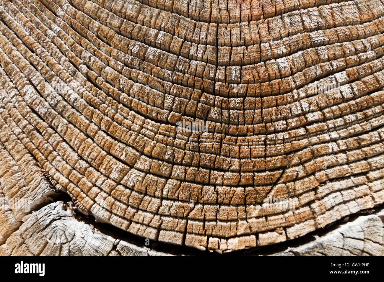 Alten Schnitt verwitterte Holz Textur mit Alter Ringe Hintergrund. Stockfoto