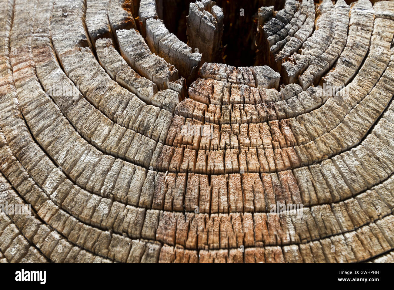 Alten Schnitt verwitterte Holz Textur mit Alter Ringe Hintergrund. Stockfoto