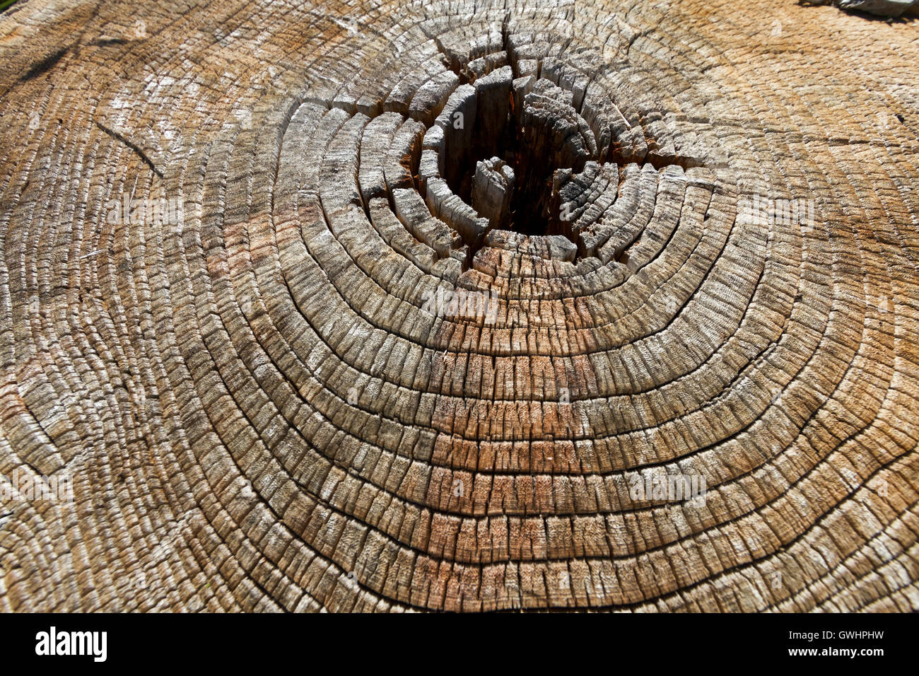 Alten Schnitt verwitterte Holz Textur mit Alter Ringe Hintergrund. Stockfoto