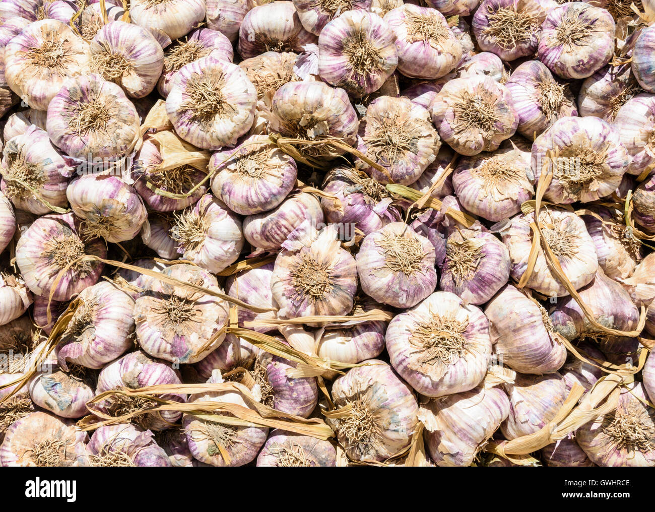 Französische violette Knoblauch Zwiebeln gestapelt in einem Haufen auf Saintes-Maries-de-la-Mer in Frankreich Stockfoto