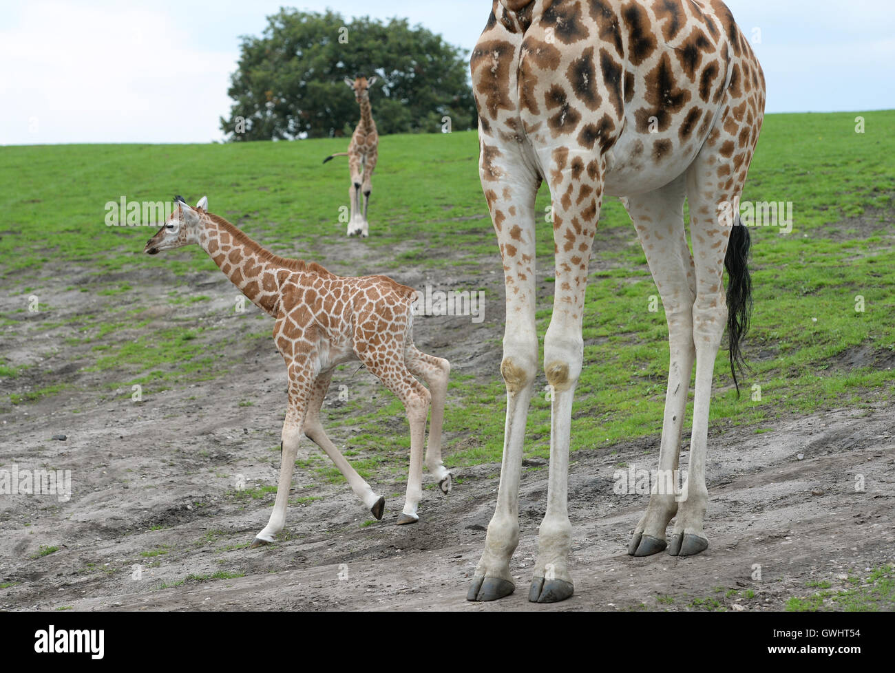 Neun Tage alten (links) und fünf Wochen alte Kälber (Mitte) Rothschild Giraffe erkunden ihrem Gehege am West Midlands Safaripark in Bewdley, Worcestershire. Stockfoto