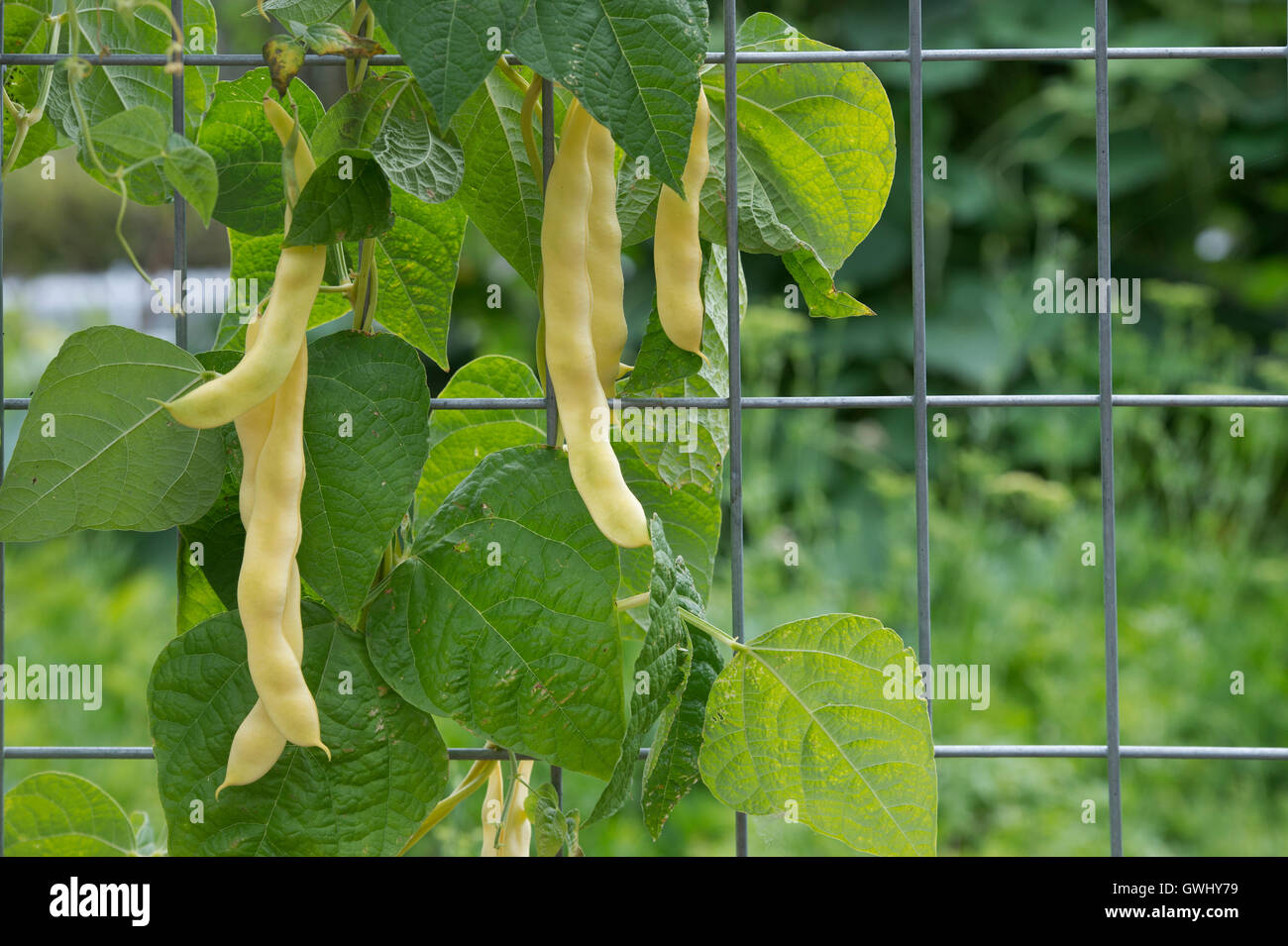 Klettern Sie French Bean "Anellino di Brescia" in einem Gemüsegarten. UK Stockfoto