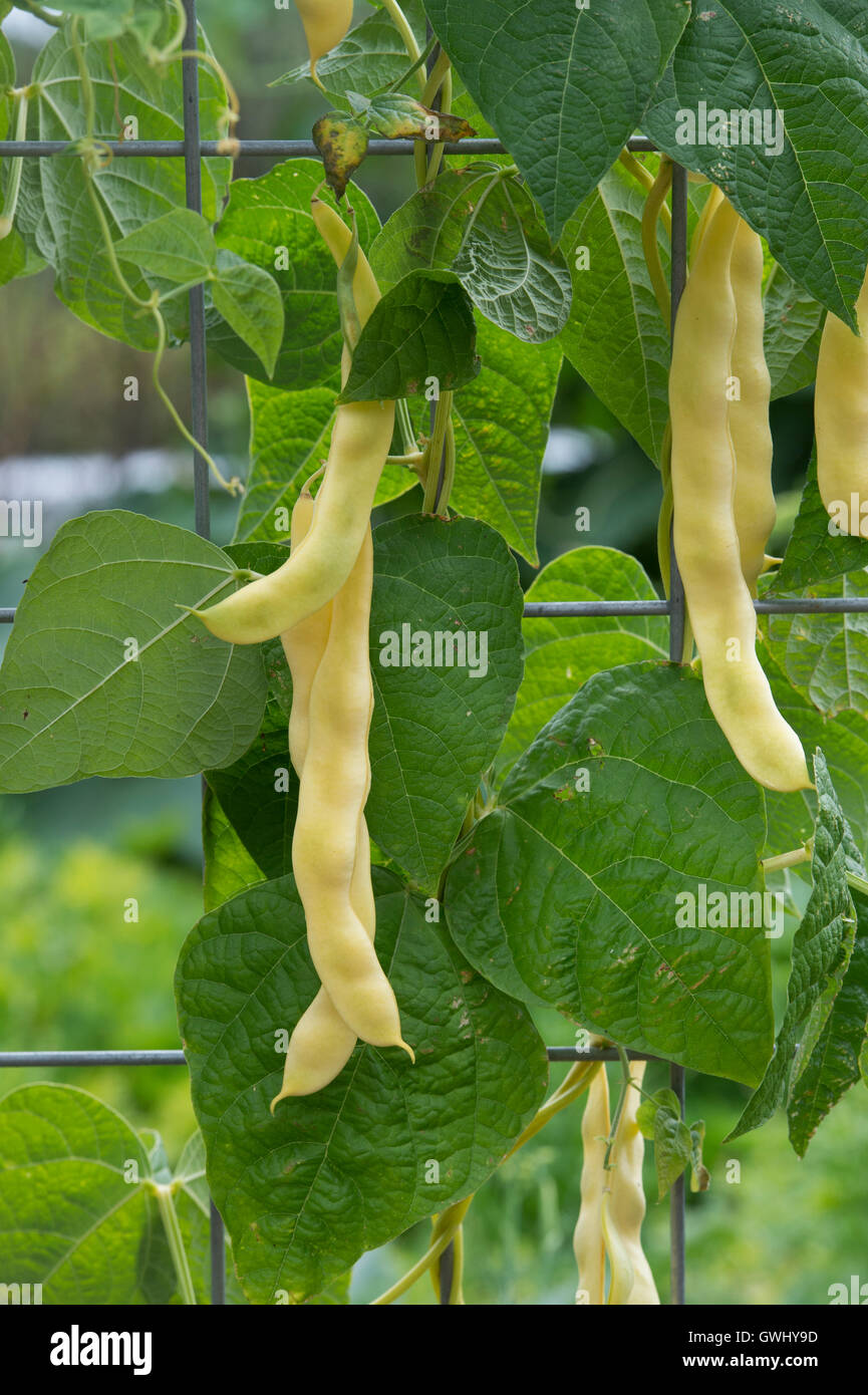 Klettern Sie French Bean "Anellino di Brescia" in einem Gemüsegarten. UK Stockfoto