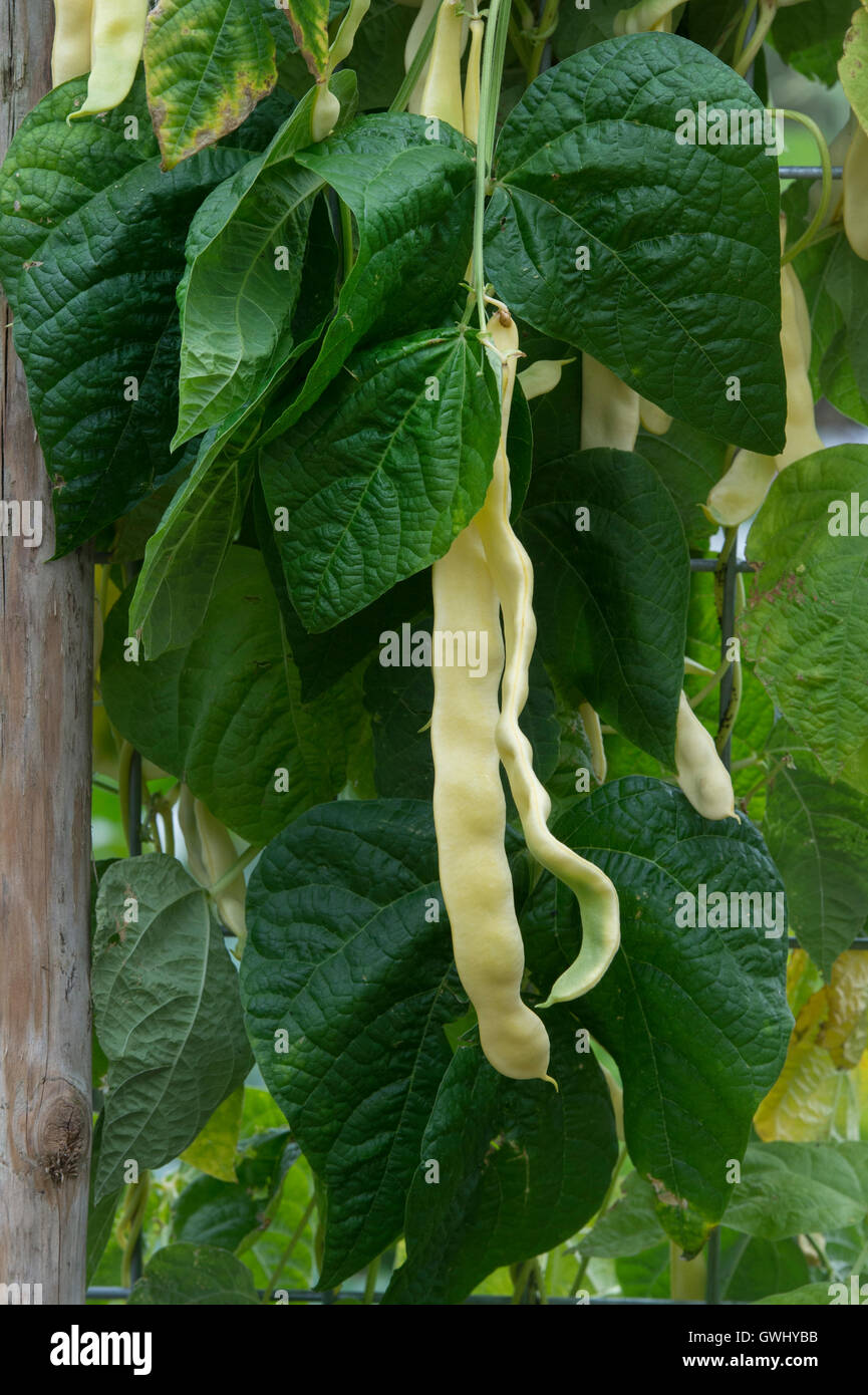 Klettern Sie French Bean "Anellino di Brescia" in einem Gemüsegarten. UK Stockfoto