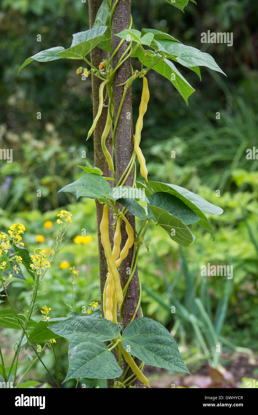 Klettern Sie French Bean "Anellino di Brescia" in einem Gemüsegarten. UK Stockfoto