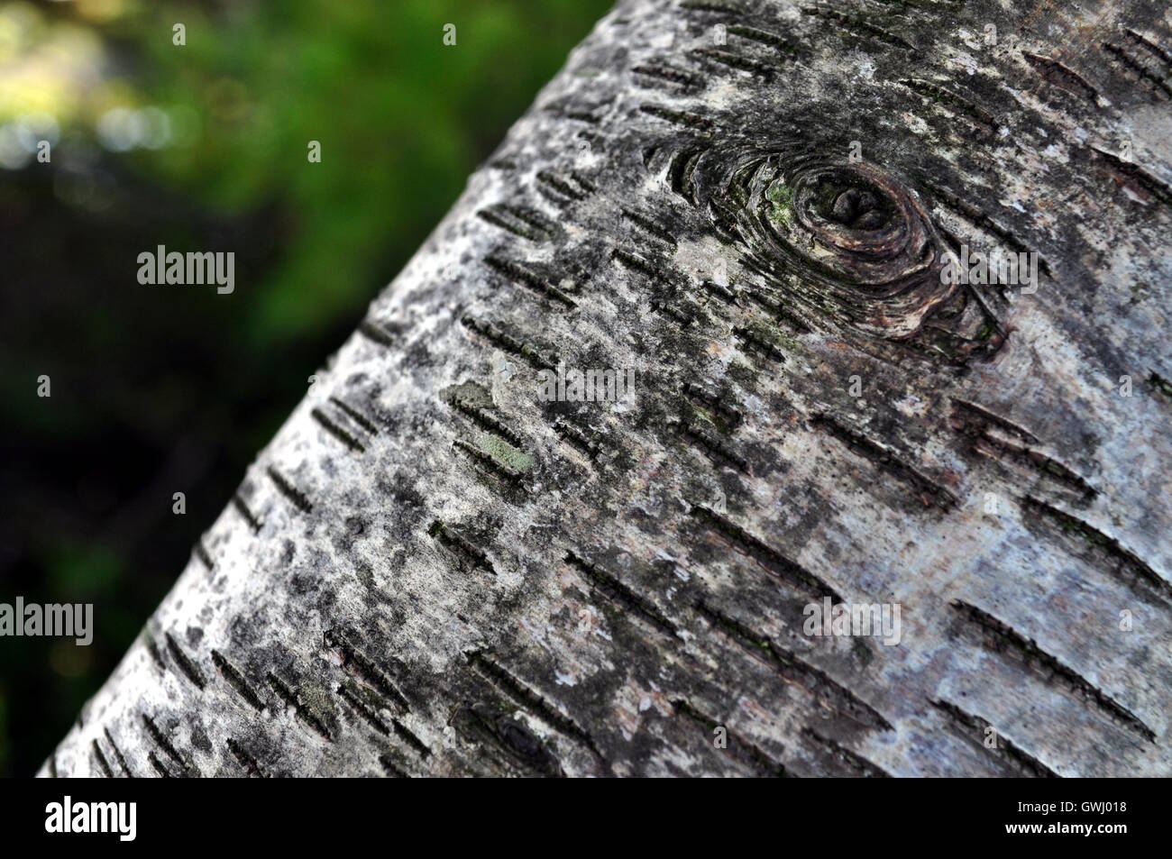Näherer Betrachtung der Baumrinde Stockfoto