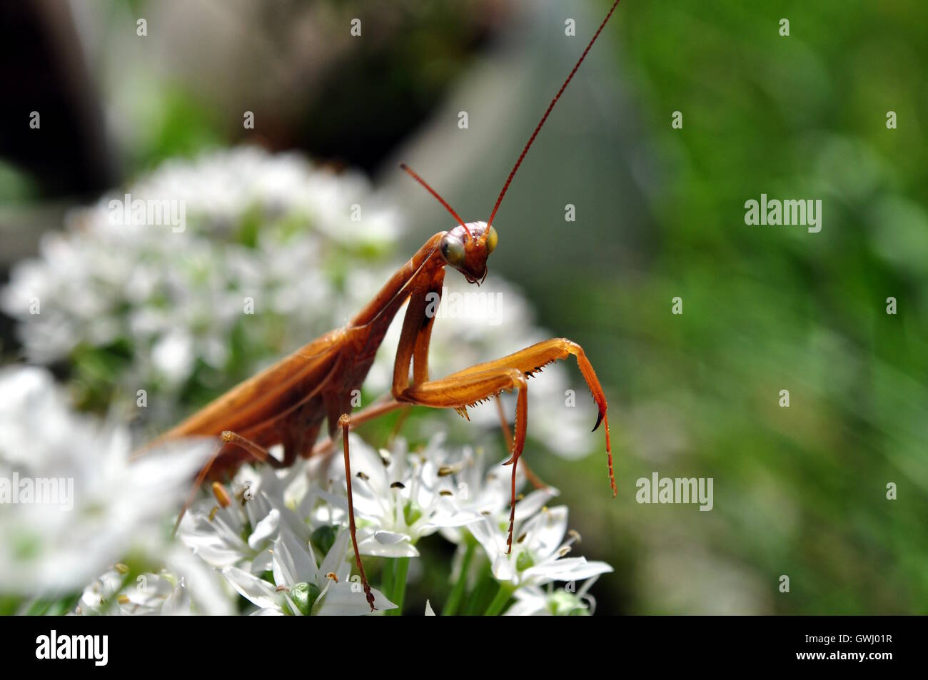 Eine Pause im Gebet um Hallo zu sagen Stockfoto