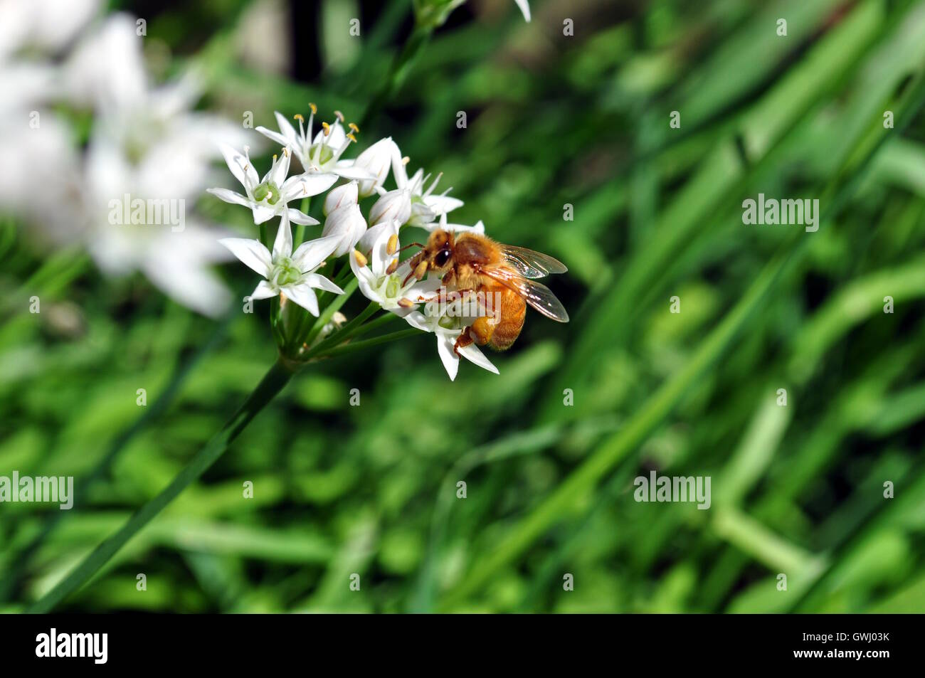 Eine Biene fleißig bei der Arbeit Stockfoto