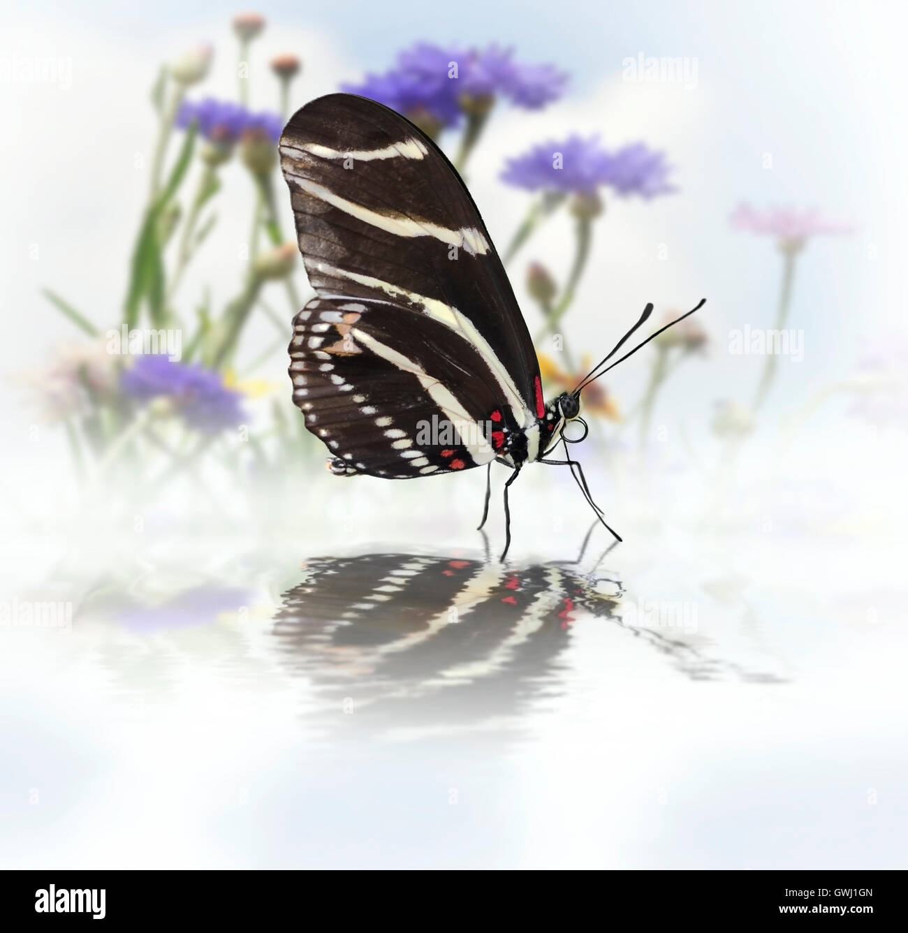 Schmetterling mit Reflexion Stockfoto