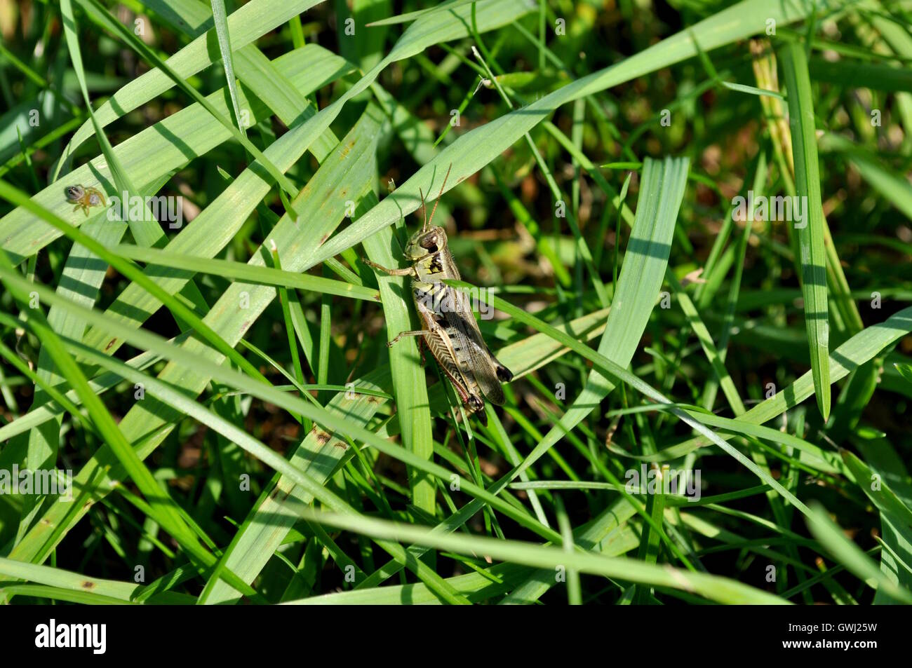 Spinne peering bei einer Heuschrecke. Stockfoto