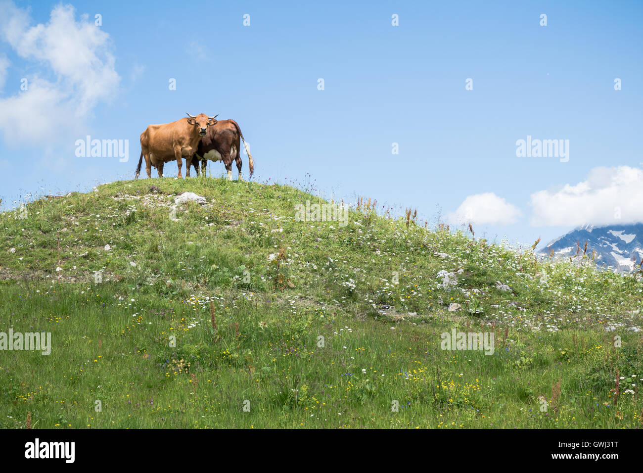 zwei Kühe auf einem Hügel in Frankreich Alpen Stockfoto