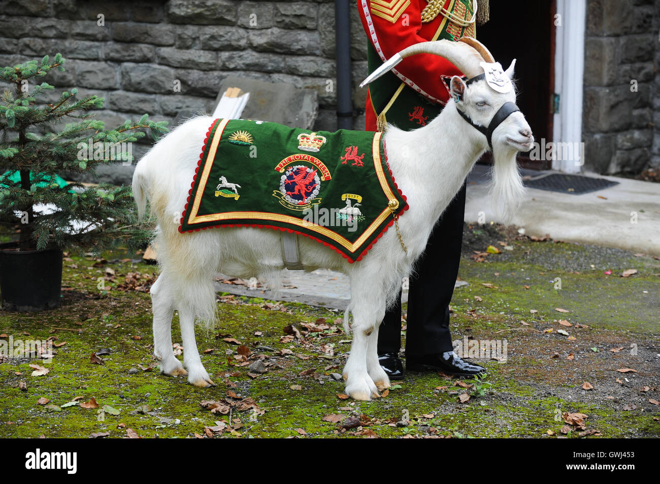 Swansea, Wales, Großbritannien. Alamy Stock. Royal Welsh 3. Bataillon (ehemals The Royal Welsh Regiment) Maskottchen, Shenkin die Ziege. Stockfoto