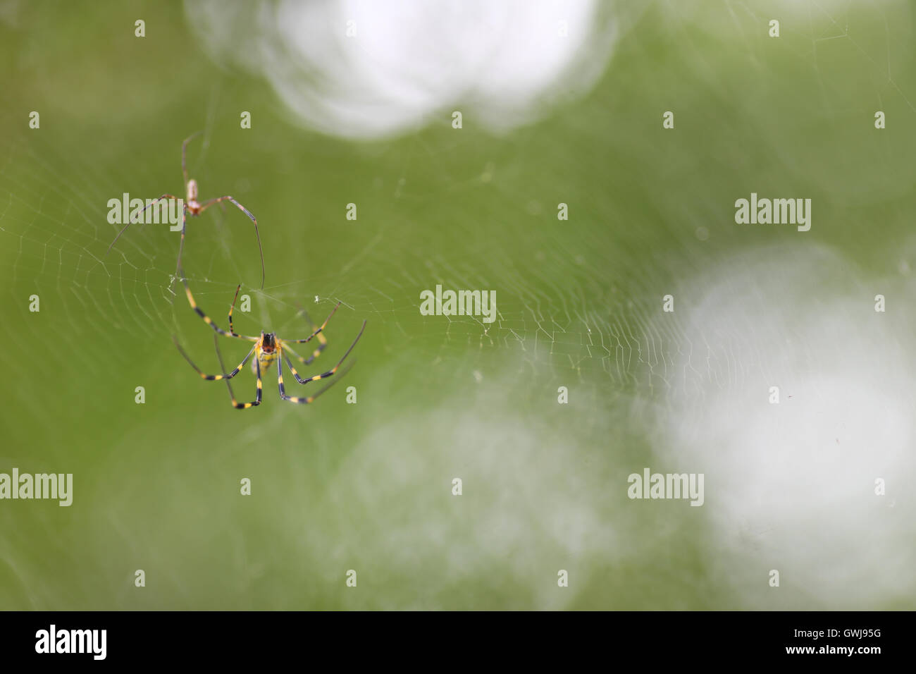 Eine Nahaufnahme von 2 kleinen gelben und schwarzen Spinnen auf einer Webseite mit einem wunderschön verschwommenen Hintergrund. Stockfoto