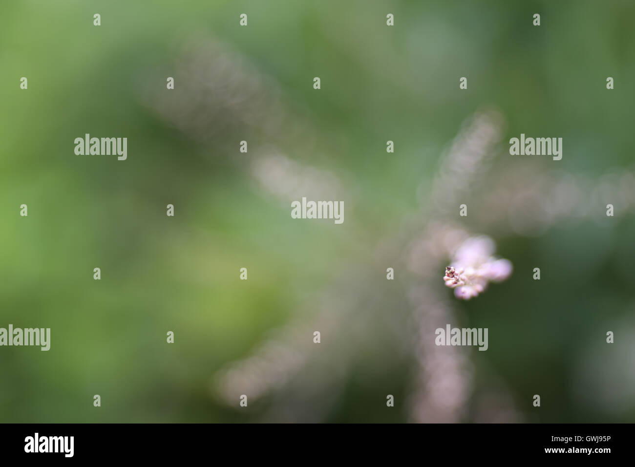 Eine abstrakte Aufnahme der sehr kleine rosa Blumen auf grünem Hintergrund jedoch unscharf. Stockfoto