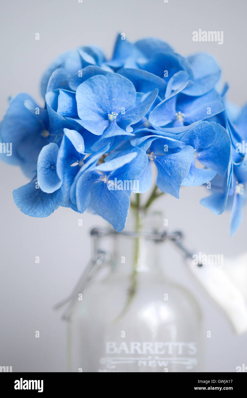 Schöne helle Blaue Hortensie in einem Vintage Flasche mit Soft Focus-up Shot schließen Stockfoto