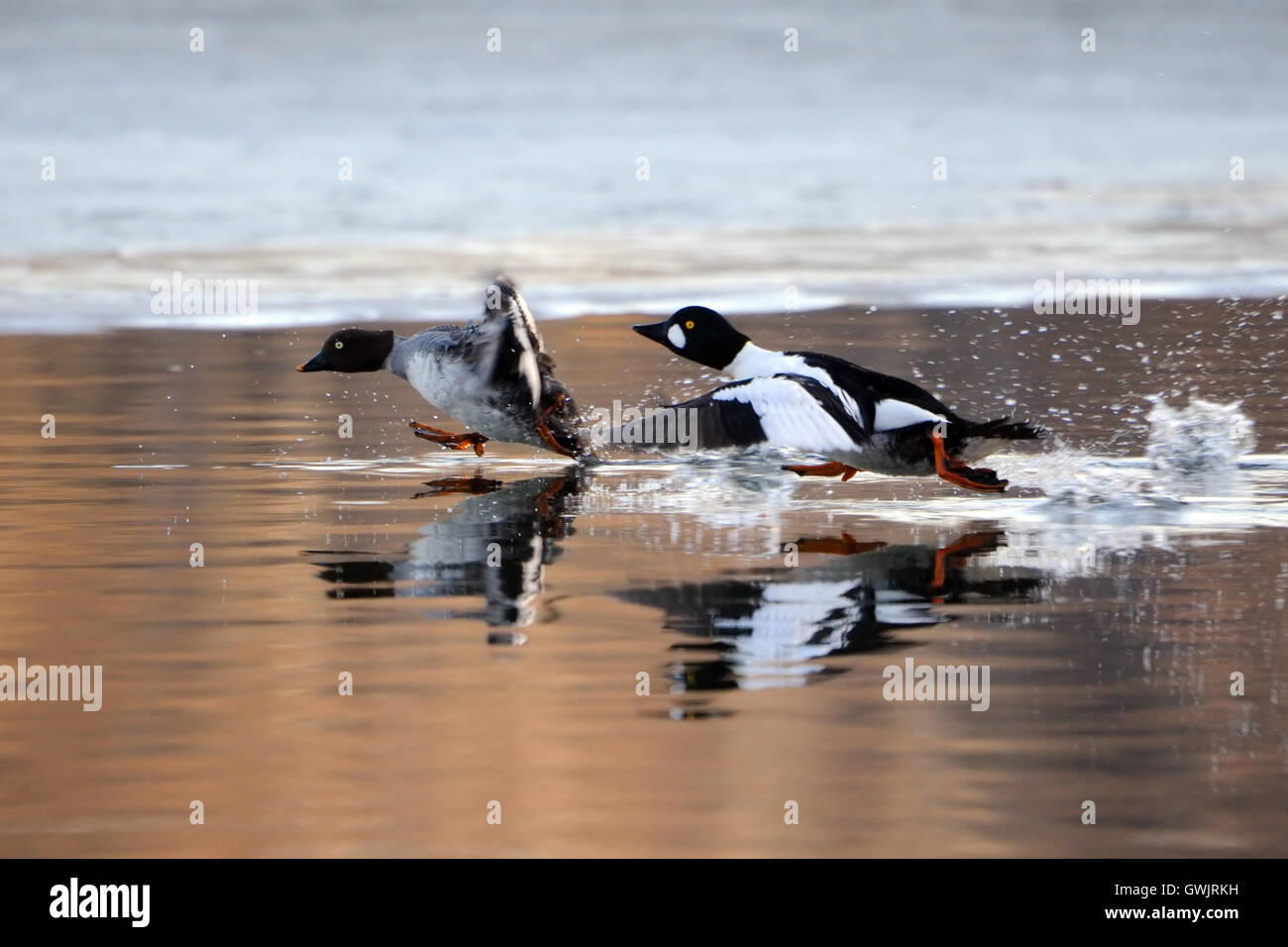 Paar des gemeinsamen Schellenenten (Bucephala Clangula) laufen reflektiert in Teich Wasseroberfläche. Moscow Region, Russland Stockfoto