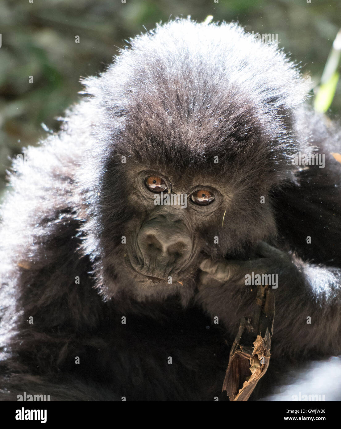 Baby-Mountain Gorilla Ruanda Stockfoto