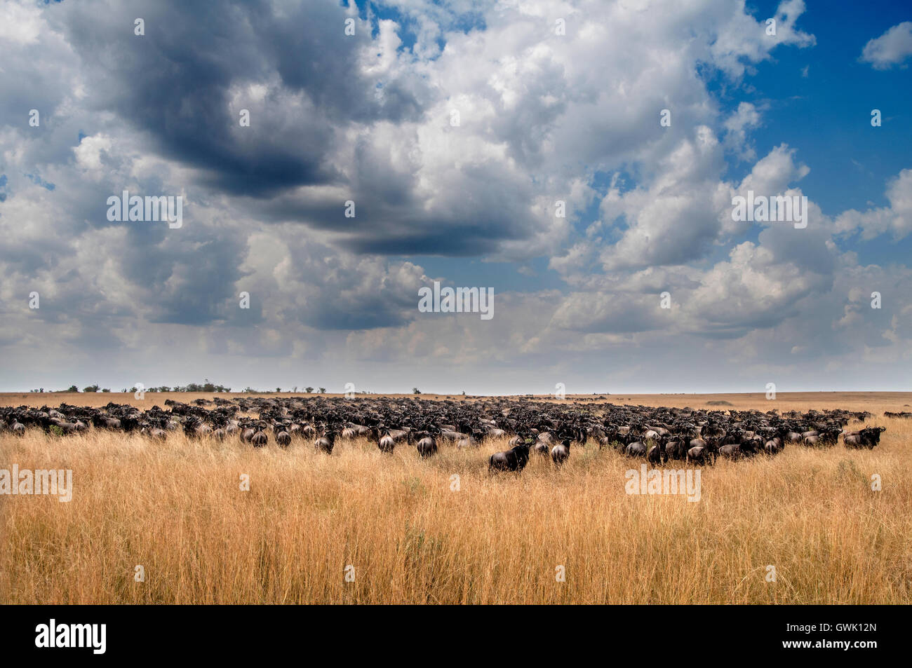 Wasserbüffel versammeln sich während der Migration. Kenia. Stockfoto