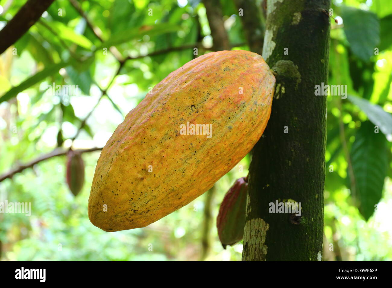 Kakao-Frucht wächst auf einem Kakaobaum in Costa Rica Stockfoto