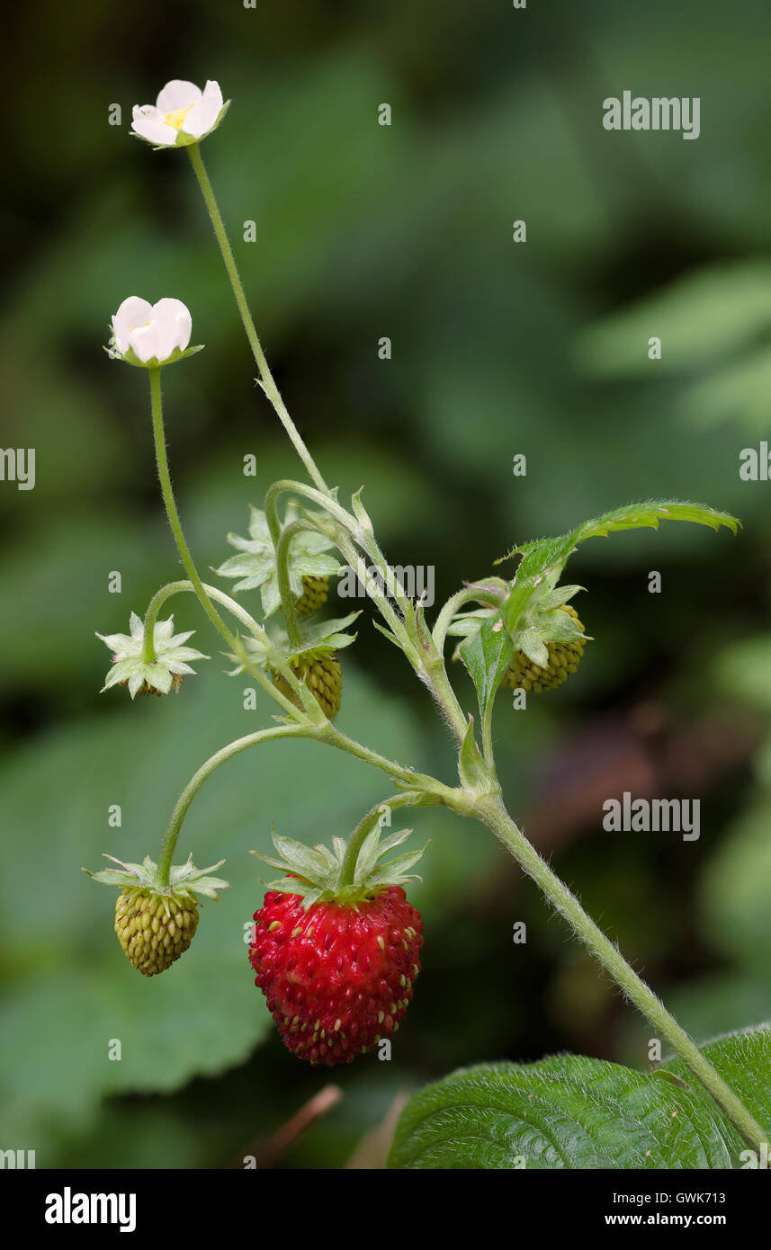 Die Erdbeere (Fragaria Vesca) gehört zur Familie Rosengewächse (Rosengewächse), und es gehört zur selben Gattung wie die kultivierte s Stockfoto