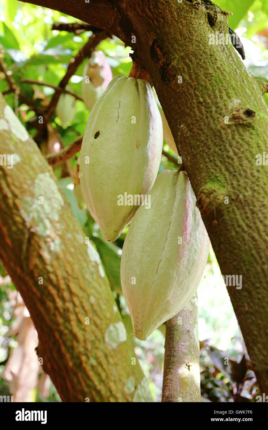 Kakao-Frucht wächst auf einem Kakaobaum in Costa Rica Stockfoto