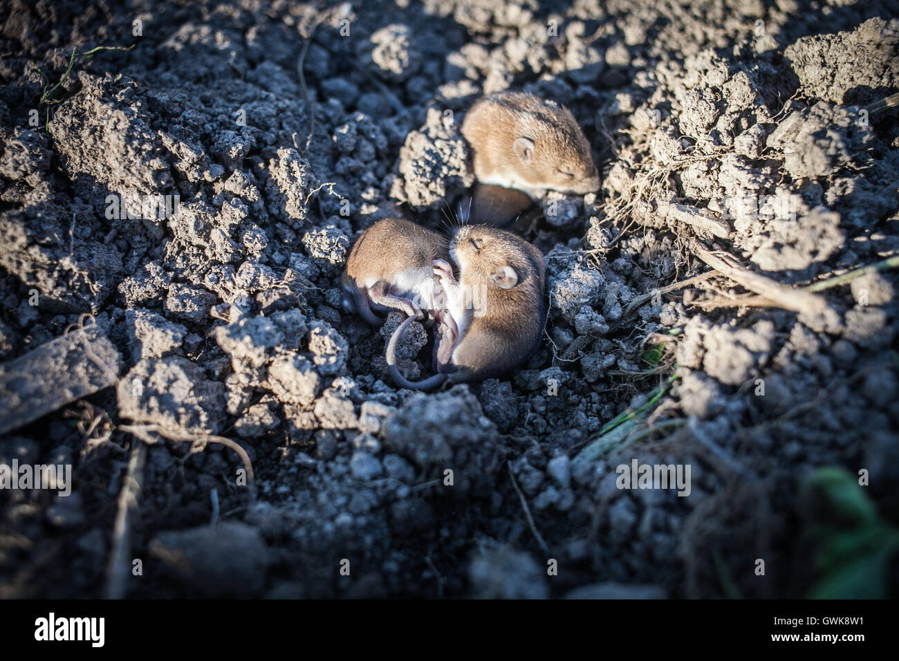 Schlaf süß Mices Stockfoto