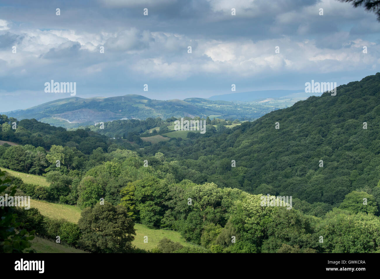 Walisische Waldtal nahe Builth Wells im Mid-Wales, UK. Stockfoto