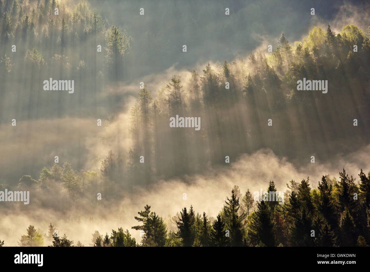 Sonnenaufgang-Balken über Nebel in der Böhmischen Schweiz Stockfoto
