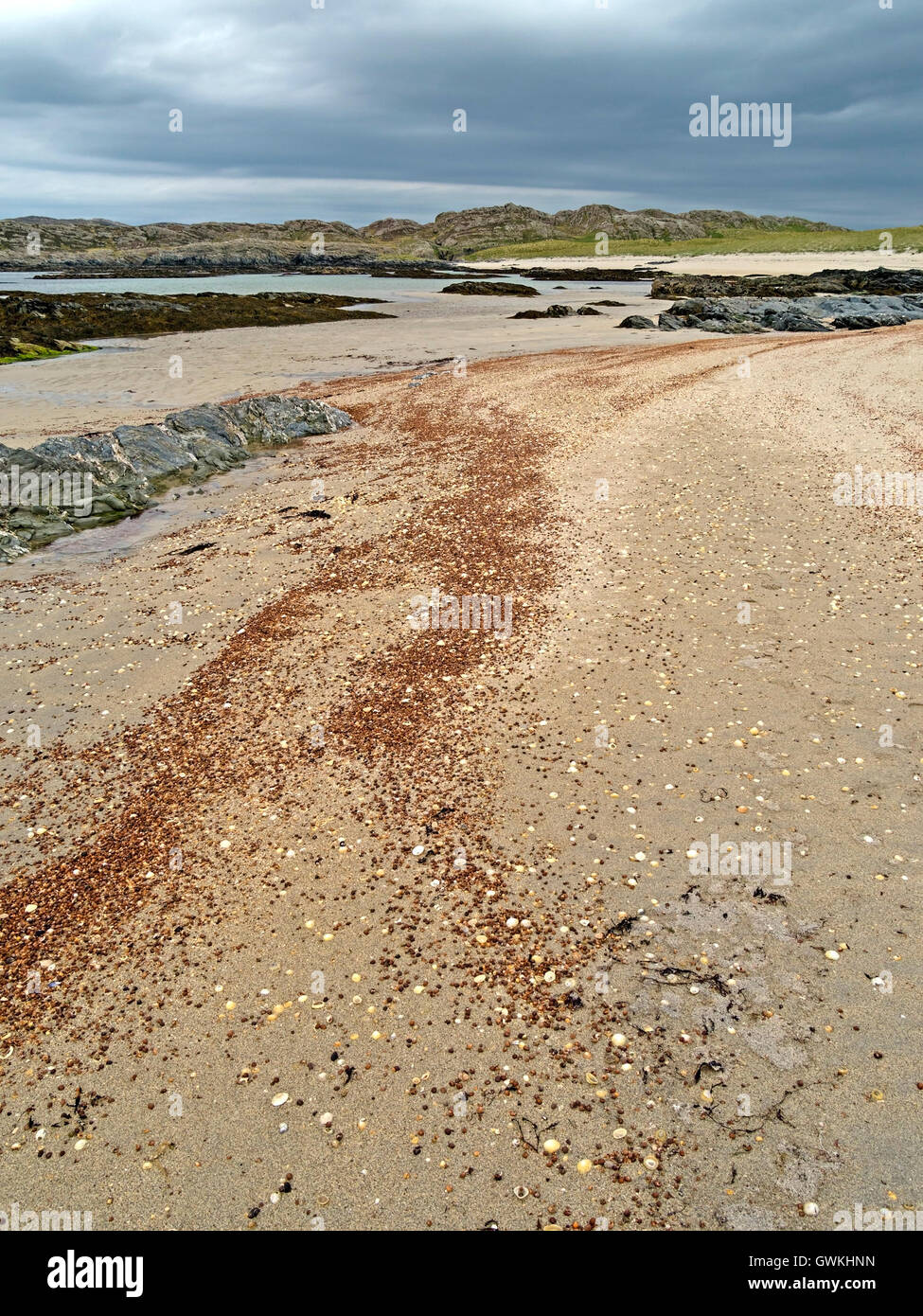 Linien der roten Muscheln am Sandstrand, Coite Creige, Ardskenish, Insel Colonsay, Scotland, UK. Stockfoto