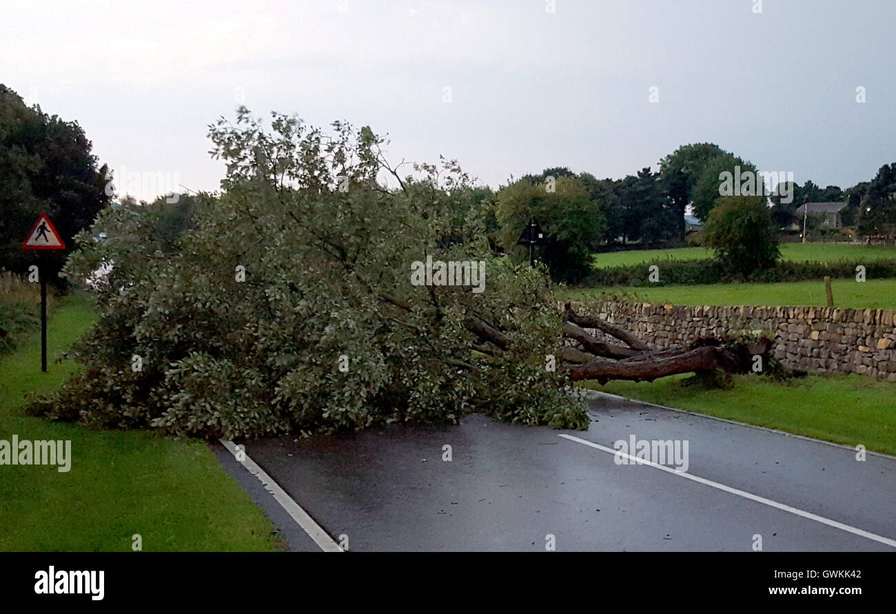 Ein umgestürzter Baum blockiert Long Lane in Worrall, Sheffield während eines Gewitters, wie während die meisten des Vereinigten Königreichs saugt die Sonne am heißesten Tag des Jahres, Teile des Nordens sind durch sintflutartige Regenfälle und Stürme verschandelt wird. Stockfoto