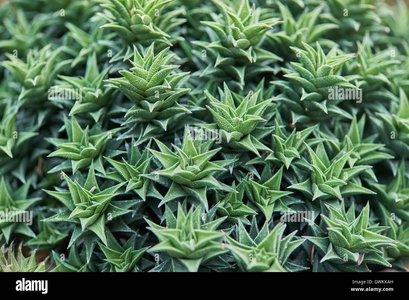 Saftige Haworthia limifolia Stockfoto