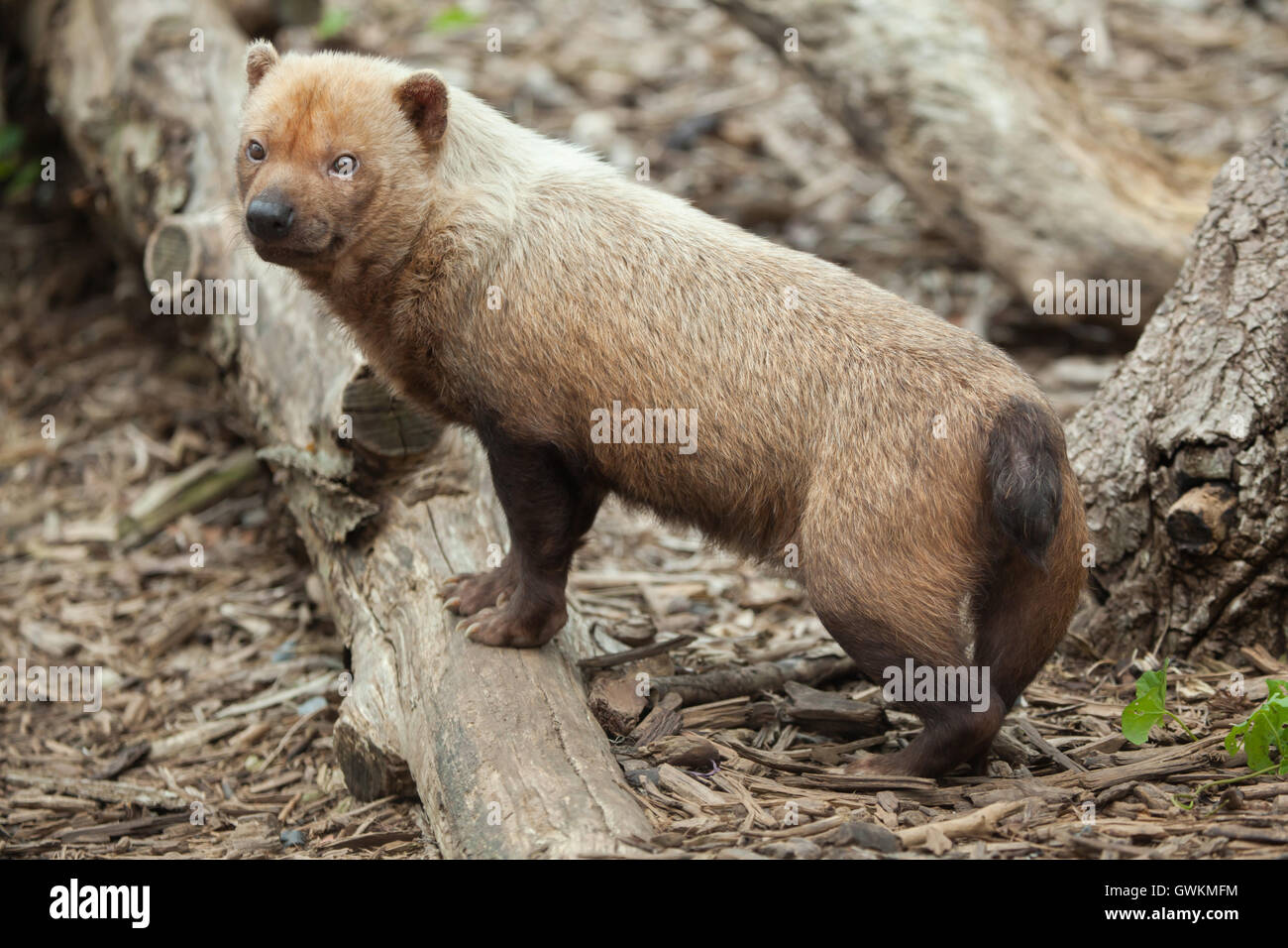 Busch-Hund (Speothossogar Venaticus). Tierwelt Tier. Stockfoto