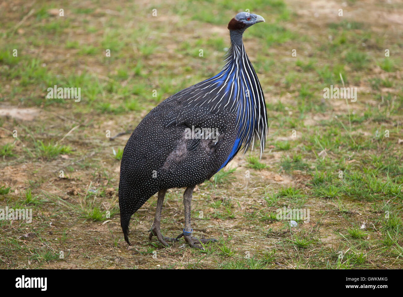 Vulturine Perlhühner (Acryllium Vulturinum). Tierwelt Tier. Stockfoto