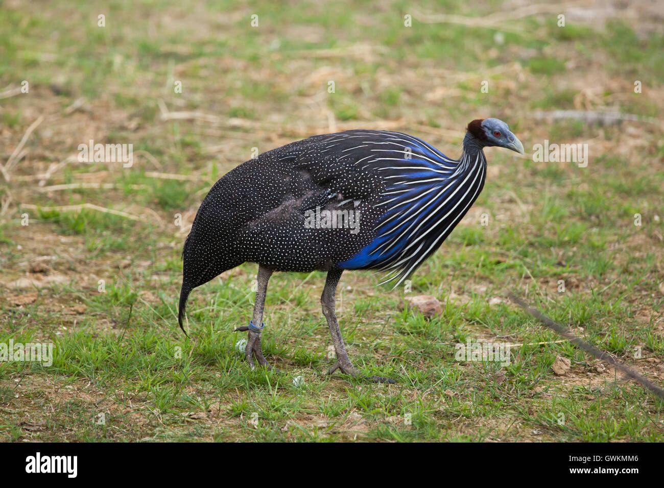 Vulturine Perlhühner (Acryllium Vulturinum). Tierwelt Tier. Stockfoto