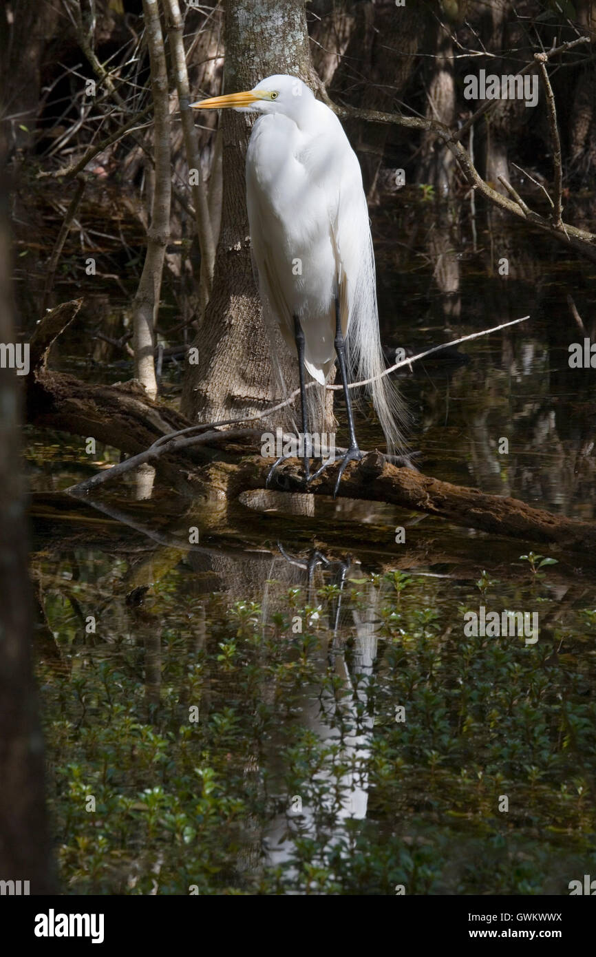 Silberreiher tief im Big Cypress Swamp Florida inmitten einem Gewirr von Zypressen und gefilterte Licht stehend allein. Stockfoto