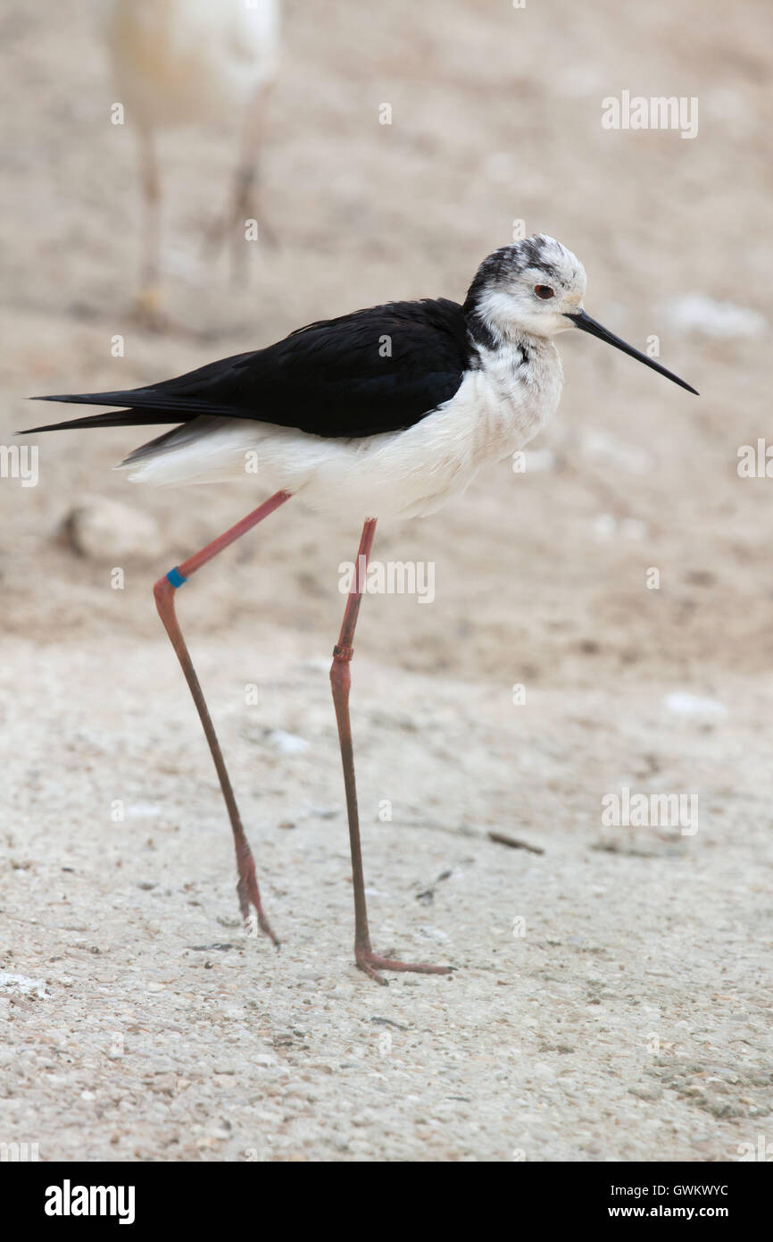 Stelzenläufer (Himantopus Himantopus), auch bekannt als der Trauerschnäpper Stelzenläufer. Tierwelt Tier. Stockfoto