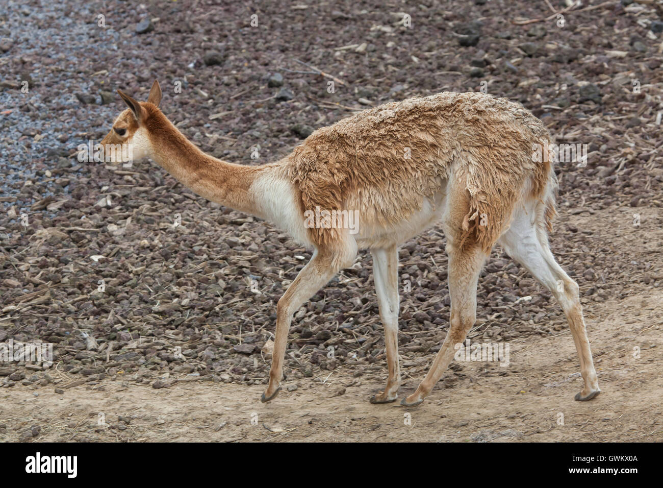 Vikunjas (Vicugna Vicugna), auch buchstabiert als die Vicugna. Tierwelt Tier. Stockfoto