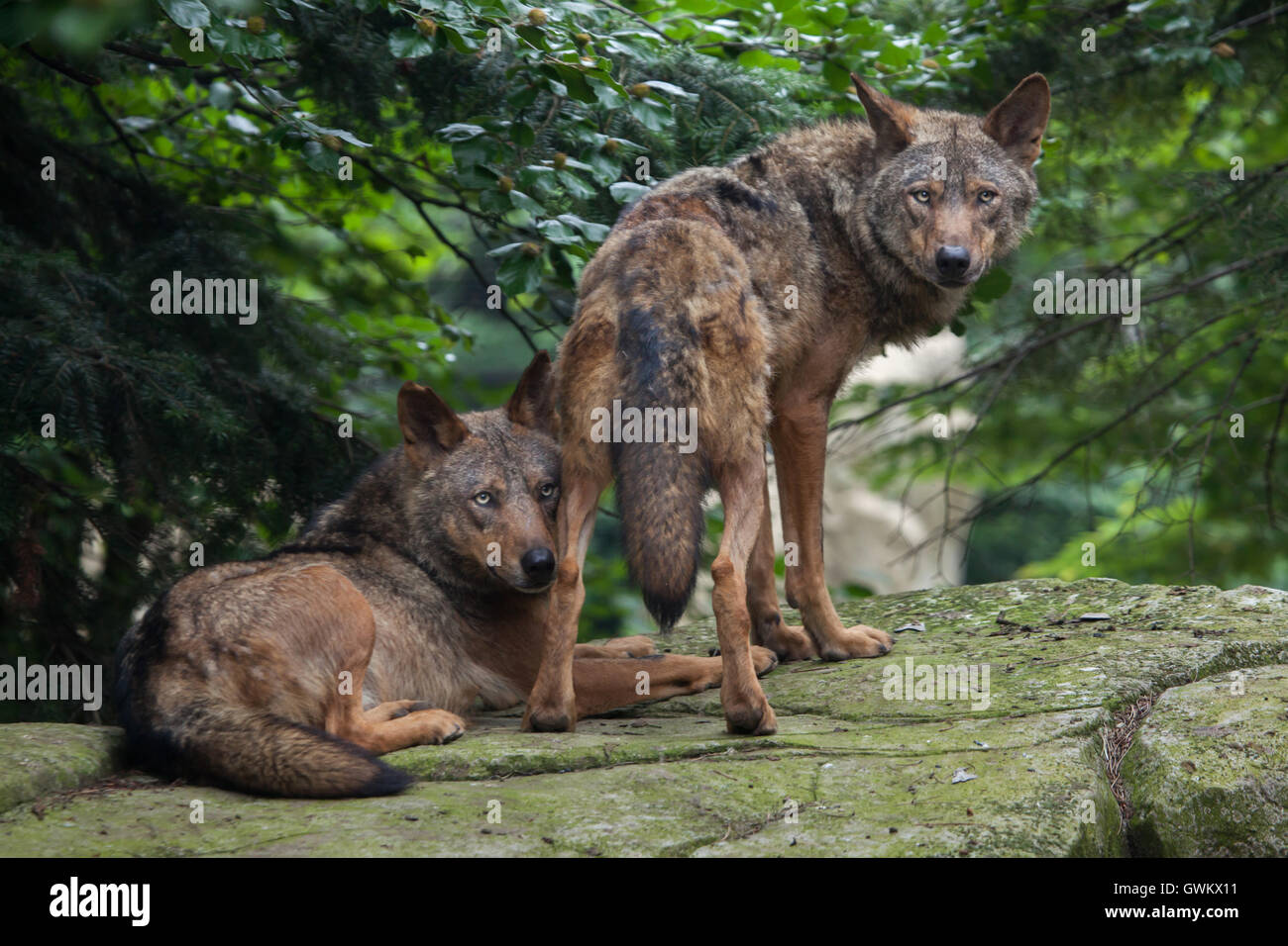 Iberischer Wolf (Canis Lupus Signatus) im Zoo von Vincennes in Paris, Frankreich. Stockfoto