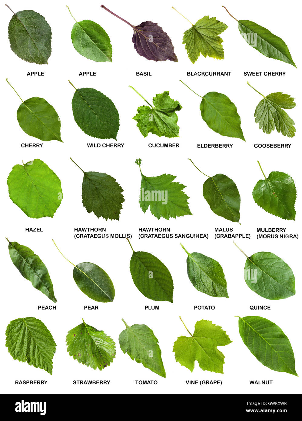 Satz von grünen Blättern von Bäumen und Sträuchern mit Namen isoliert auf weißem Hintergrund Stockfoto