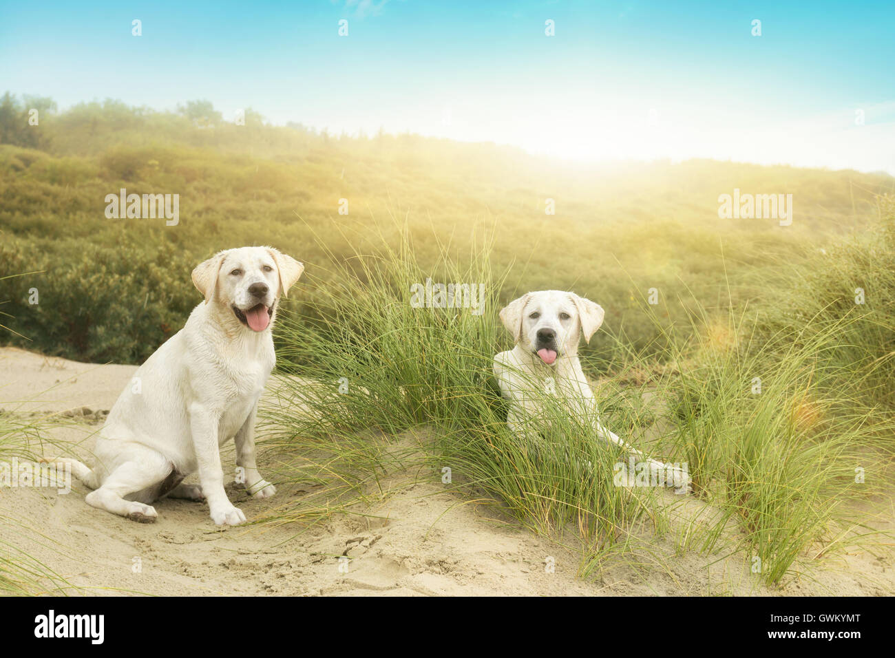 zwei niedliche Hund wenig Welpen vor einem Sonnenuntergang auf einer Insel Stockfoto