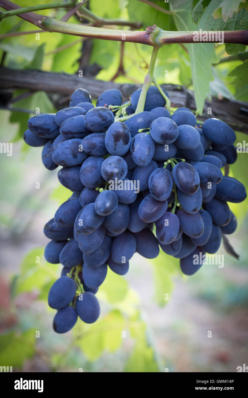 lila Trauben Trauben am Weinstock im Garten. Stockfoto