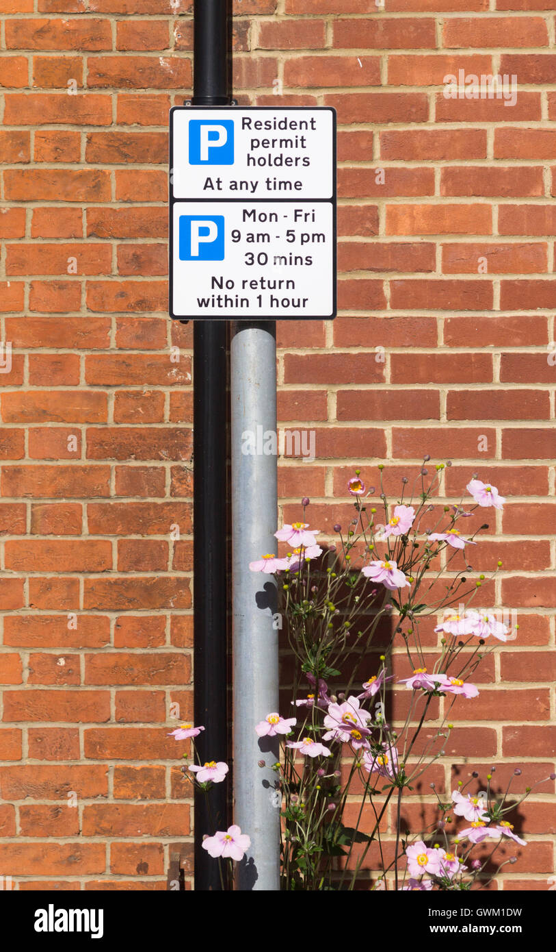 Rosafarbene Gänseblümchen in einer städtischen Umgebung überwachsen Inhaber einer Aufenthaltsgenehmigung nur Parken und keine Rückkehr innerhalb von 1 Stunden Schild in Basingstoke. England Stockfoto