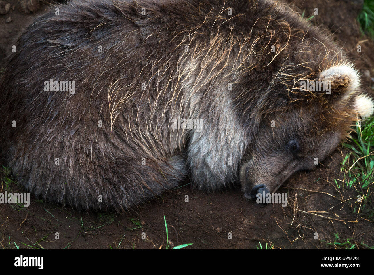Wilde Brown Bear Cub schläft zusammengerollt in einer Höhle Stockfoto