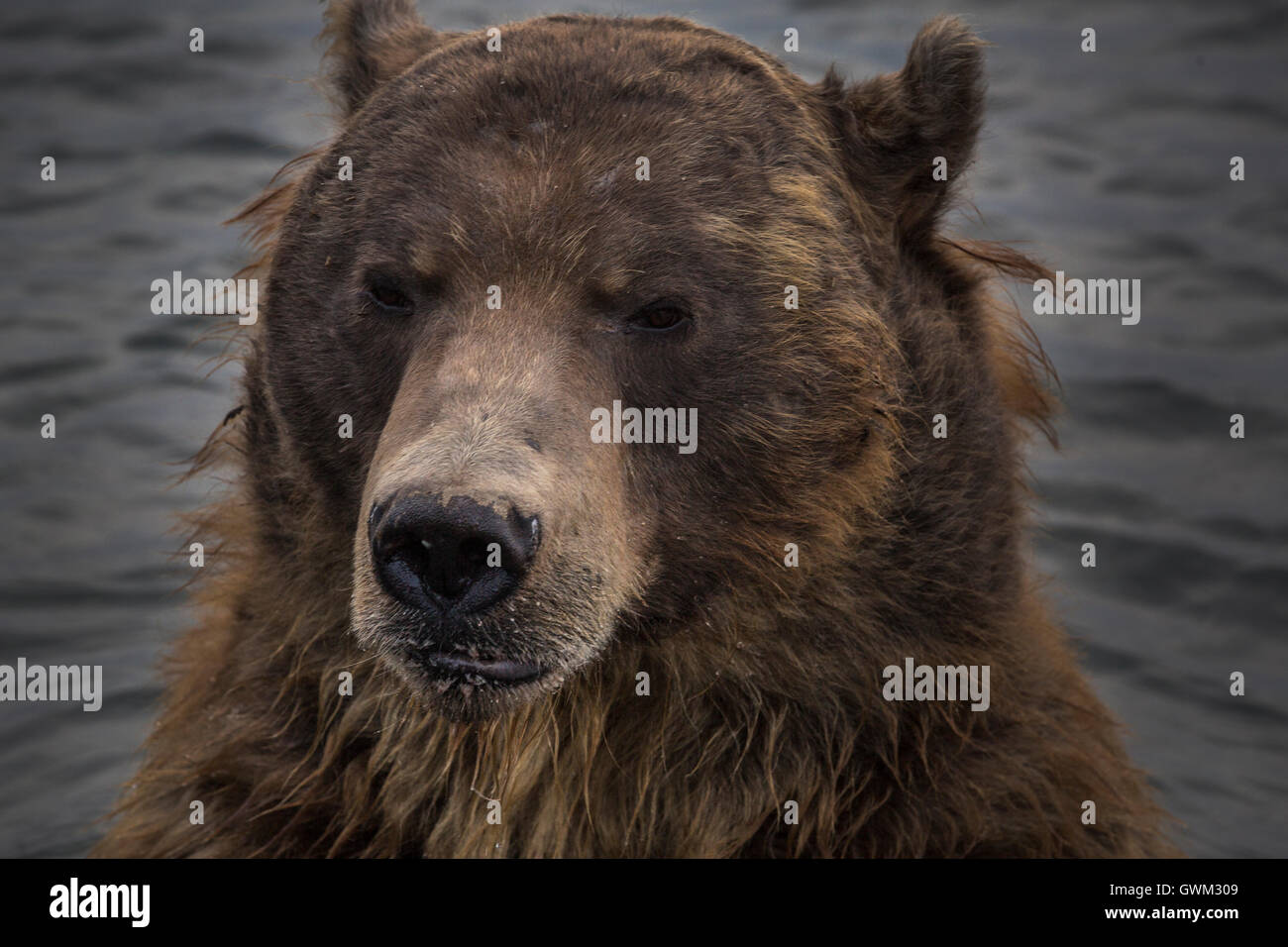 ein Porträt von wilden ausgewachsenen Bären im natürlichen Lebensraum Stockfoto